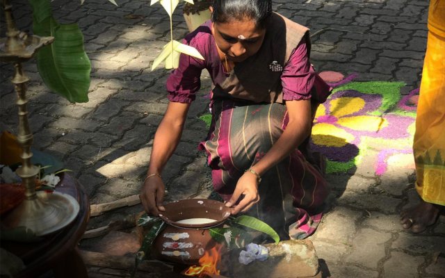 තෛපොංගල් උත්සවය 2020